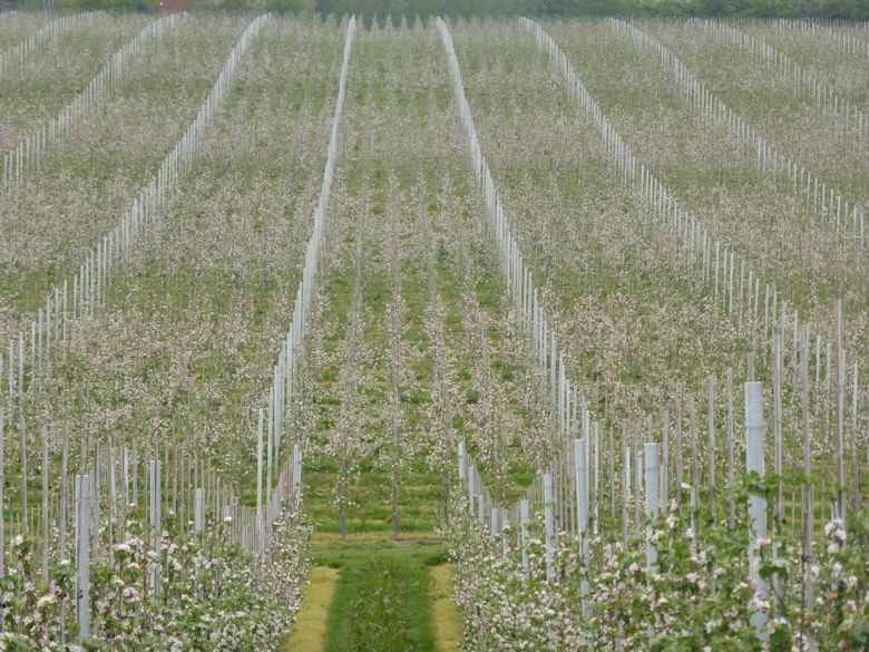 A panoramic view of apple blossom at Spade Lane in North Kent